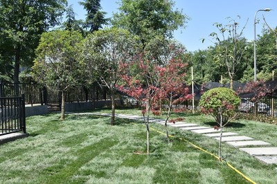 綠樹陰濃夏日長,城墻景觀提升工程又添不少綠!