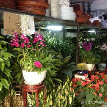 園林工程苗木綠化價格 園林工程苗木綠化批發 園林工程苗木綠化廠家 