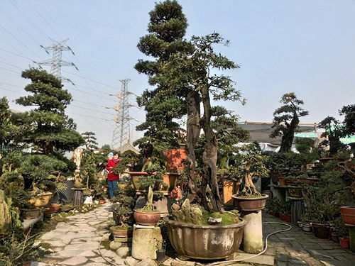 成都市光和園林藝術有限責任公司專業從事園林綠化的設計施工
