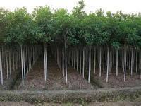邵陽PVC塑膠地板工程_邵陽PVC塑膠地板工程批發_邵陽PVC塑膠地板工程價格_一呼百應原材料采購商城