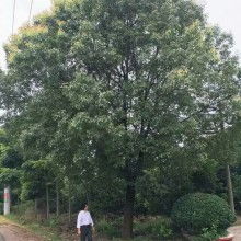 蘇州景秀園林綠化工程公司