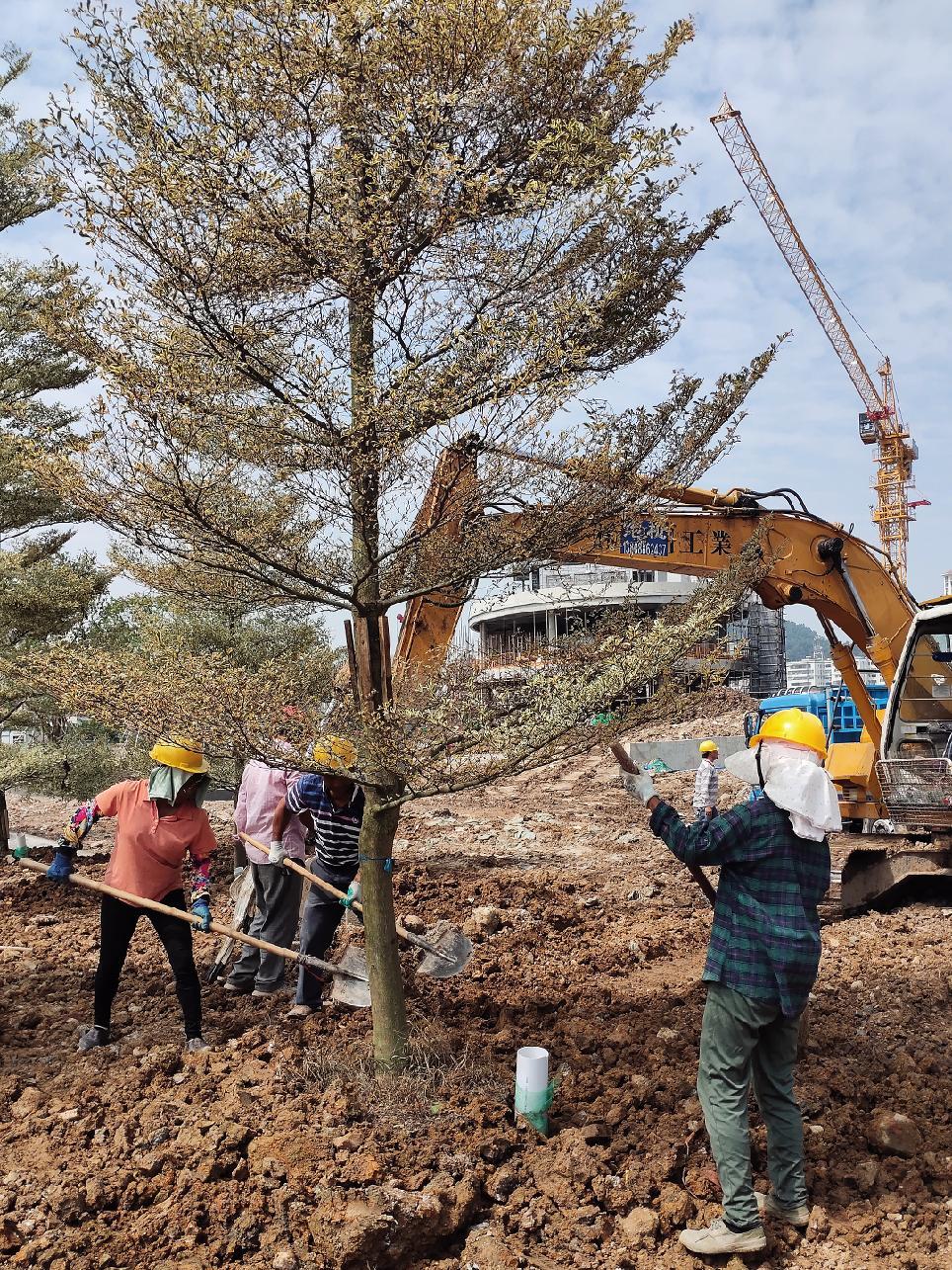 一張照片說明你的專業 工地日常 園林綠化 全民植樹 綠化工程-度小視