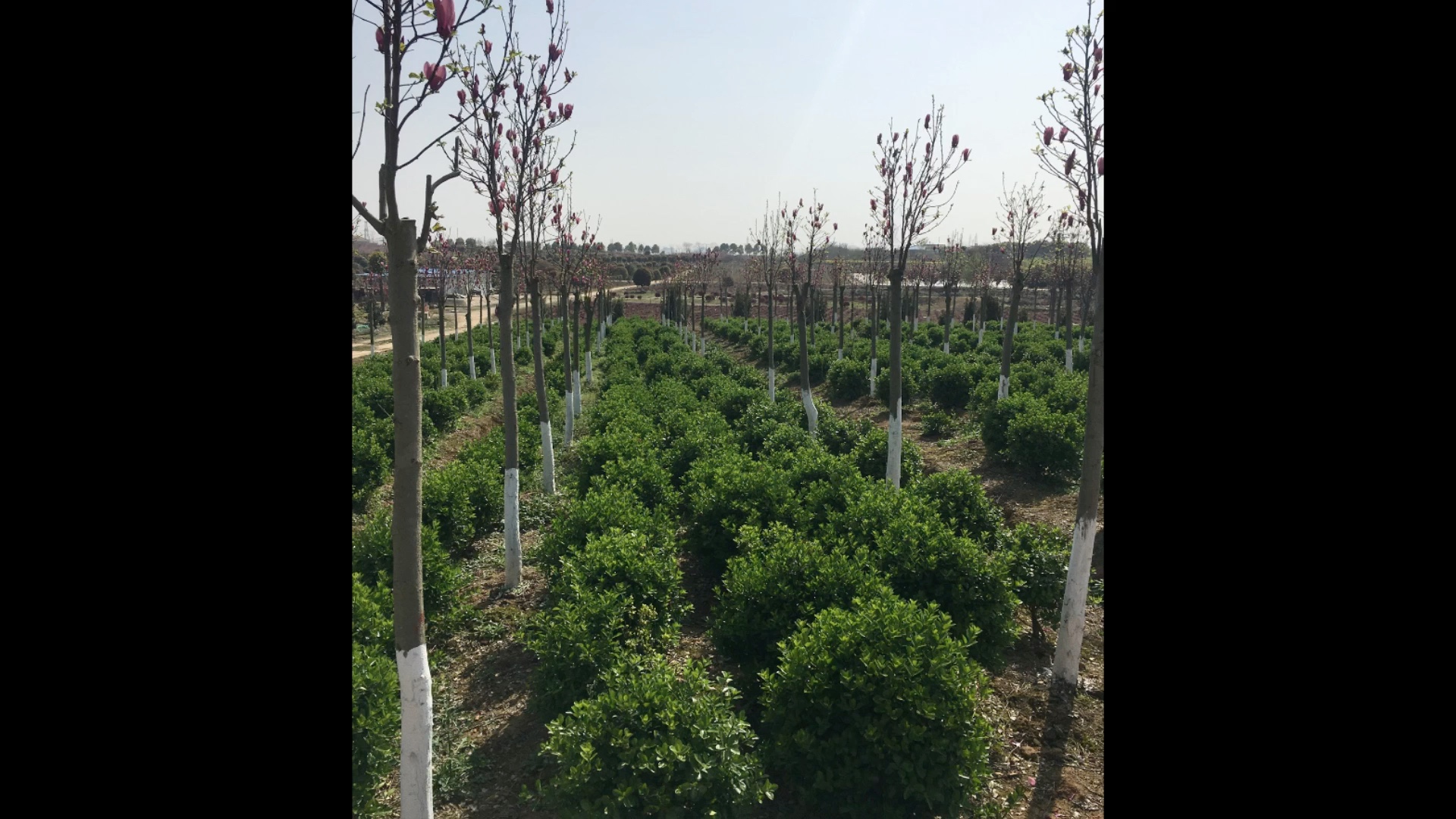 本公司從事園林綠化景觀工程(單位、工廠、公園、小區(qū)、私人庭院、別墅、空中花園等)設(shè)計(jì)、施工、養(yǎng)護(hù)、苗木種植、銷售服務(wù)!歡迎致電咨詢!15971188187熊先生