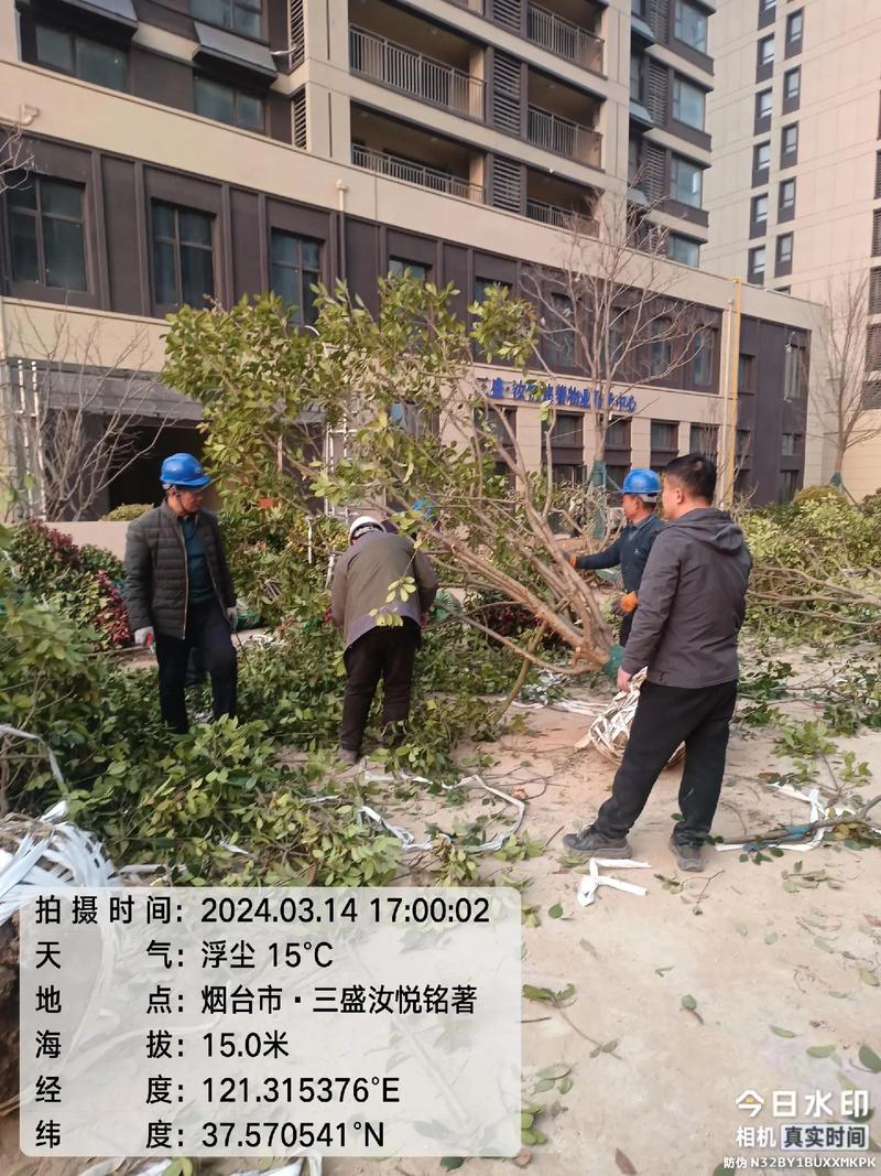植樹修剪#園林綠化工程 #小區(qū)綠化 #施工現(xiàn)場(chǎng)實(shí)拍