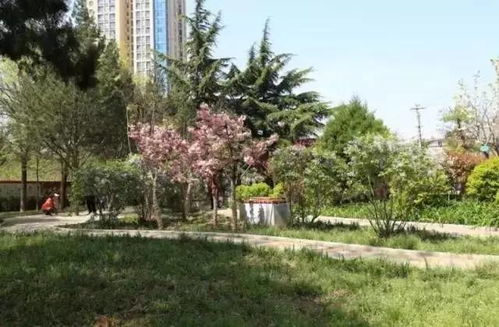 芝罘城管半年盤點,請您打分提意見 園林綠化篇